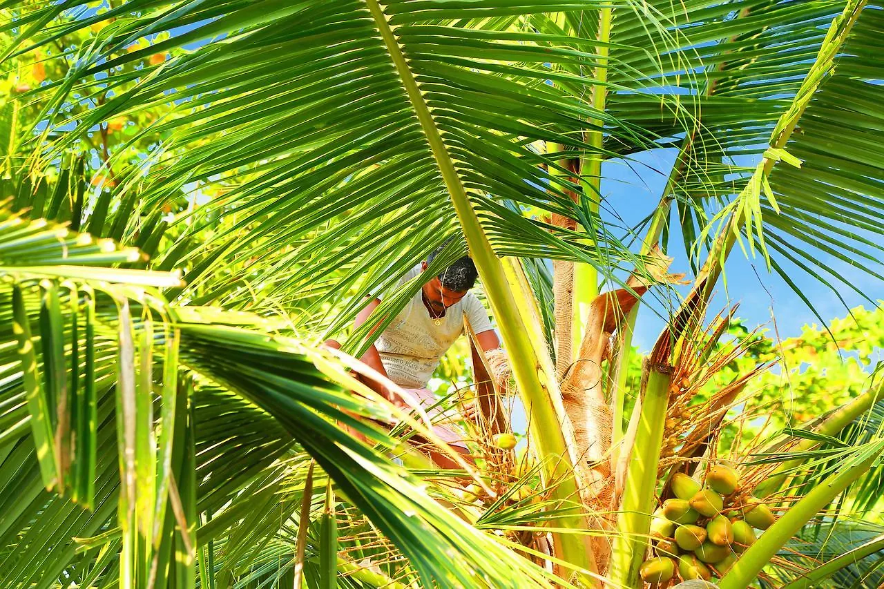 Casa Marari Hotel Mararikulam Resort